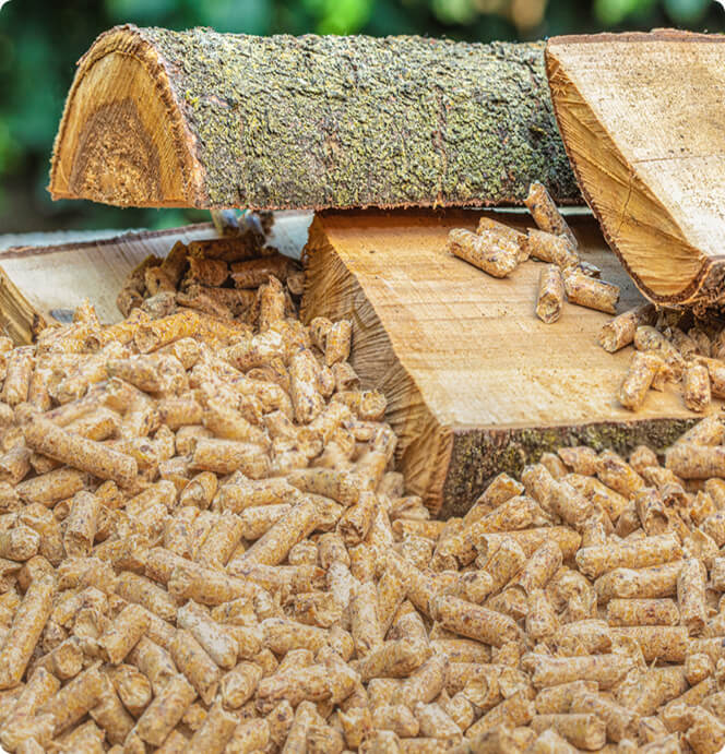 houtpeleltsRotterdam